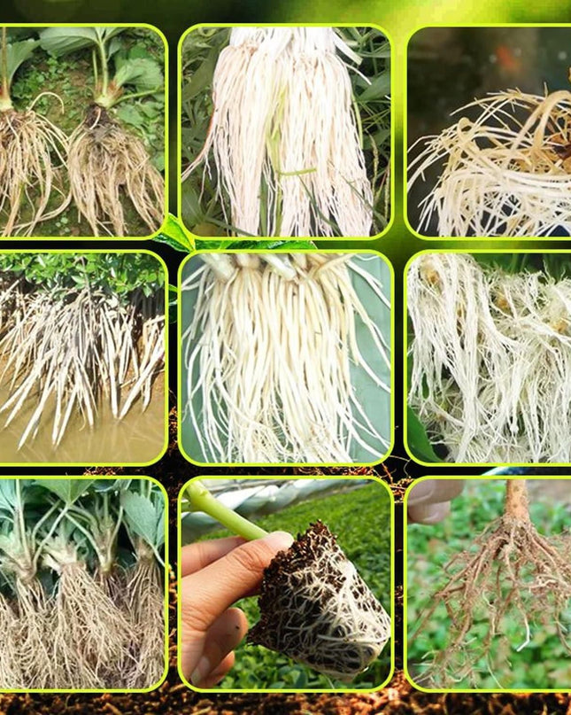 Rapid Strong Rooting Fertilizer 200 gm Pack of 2